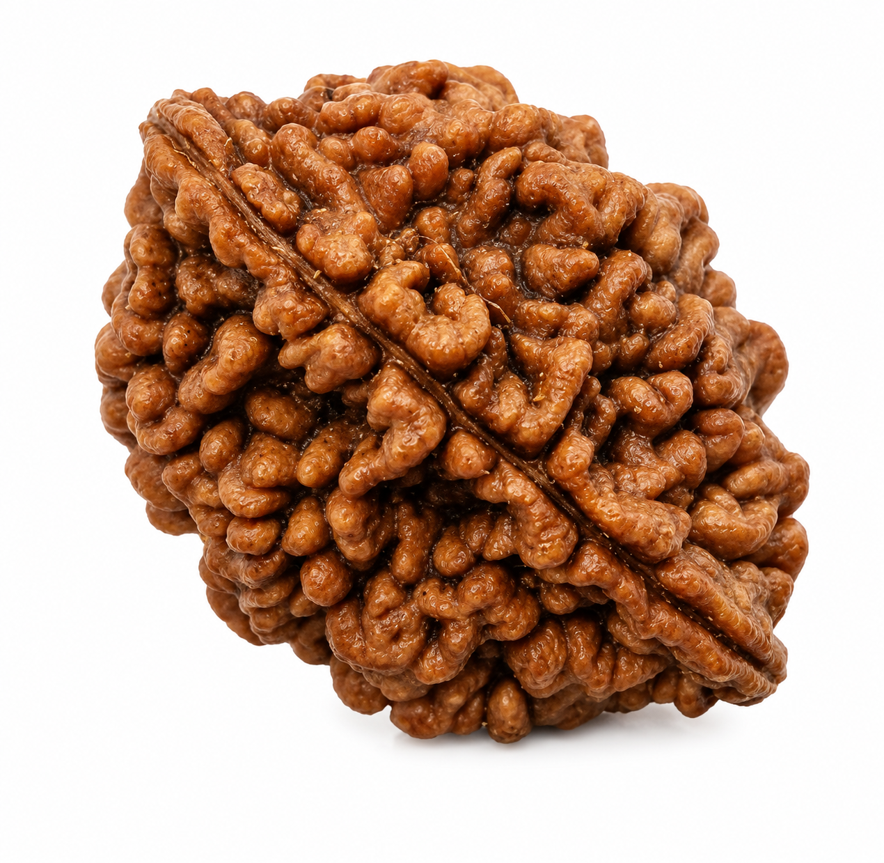 2 Mukhi Indonesian Unique