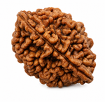 2 Mukhi Rudraksha Indonesian Unique