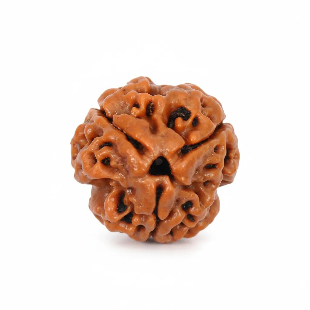 3 Mukhi Rudraksh (Unique) Nepal