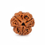 3 Mukhi Rudraksh (Unique) Nepal