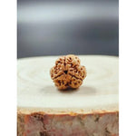 3 Mukhi Rudraksh (Regular) Nepal