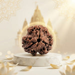 3 Mukhi Rudraksha Indonesia Collector