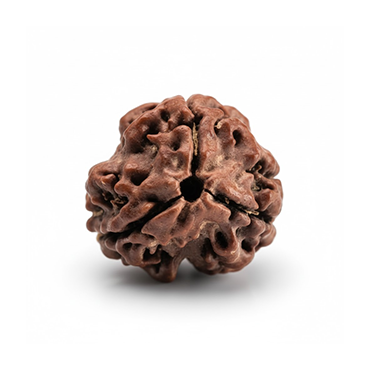 3 MUKHI RUDRAKSHA Collector