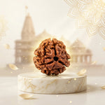 3 Mukhi Rudraksha Indonesia (Hybrid)  Regular
