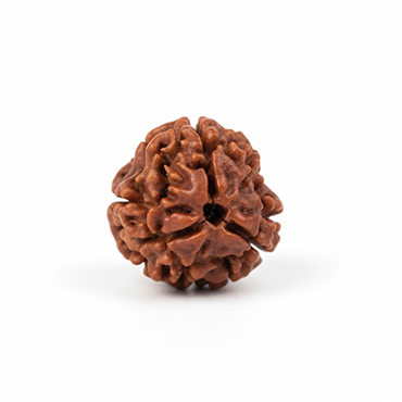3 MUKHI RUDRAKSHA Indonesia (Hybrid)