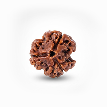 3 MUKHI RUDRAKSHA Indonesia (Hybrid) Premium