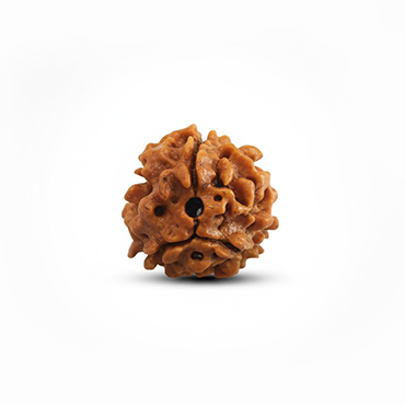 3 MUKHI RUDRAKSHA Premium