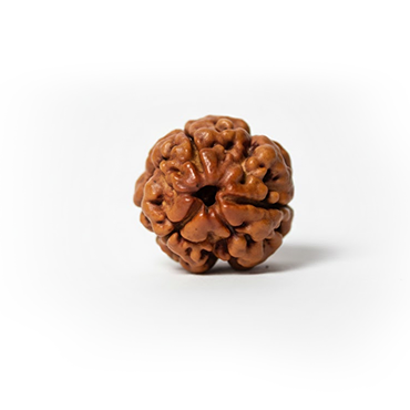 3 MUKHI RUDRAKSHA Regular