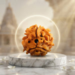 3 Mukhi Rudraksh (Collector) Nepal