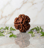 3 Mukhi Rudraksha Indonesia Unique