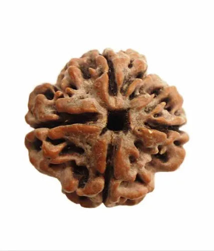 4 Mukhi Rudraksh (Collector) Indonesia