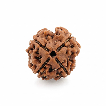 4 MUKHI RUDRAKSHA Collector