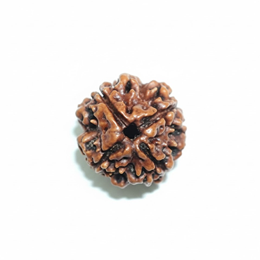 4 MUKHI RUDRAKSHA Premium