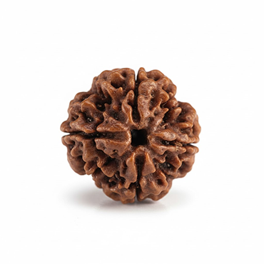 4 MUKHI RUDRAKSHA Unique