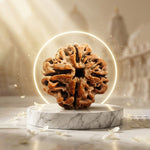 4 Mukhi Rudraksh (Collector) Indonesia