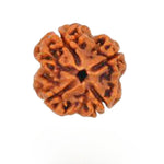 4 Mukhi Rudraksh (Regular) Indonesia