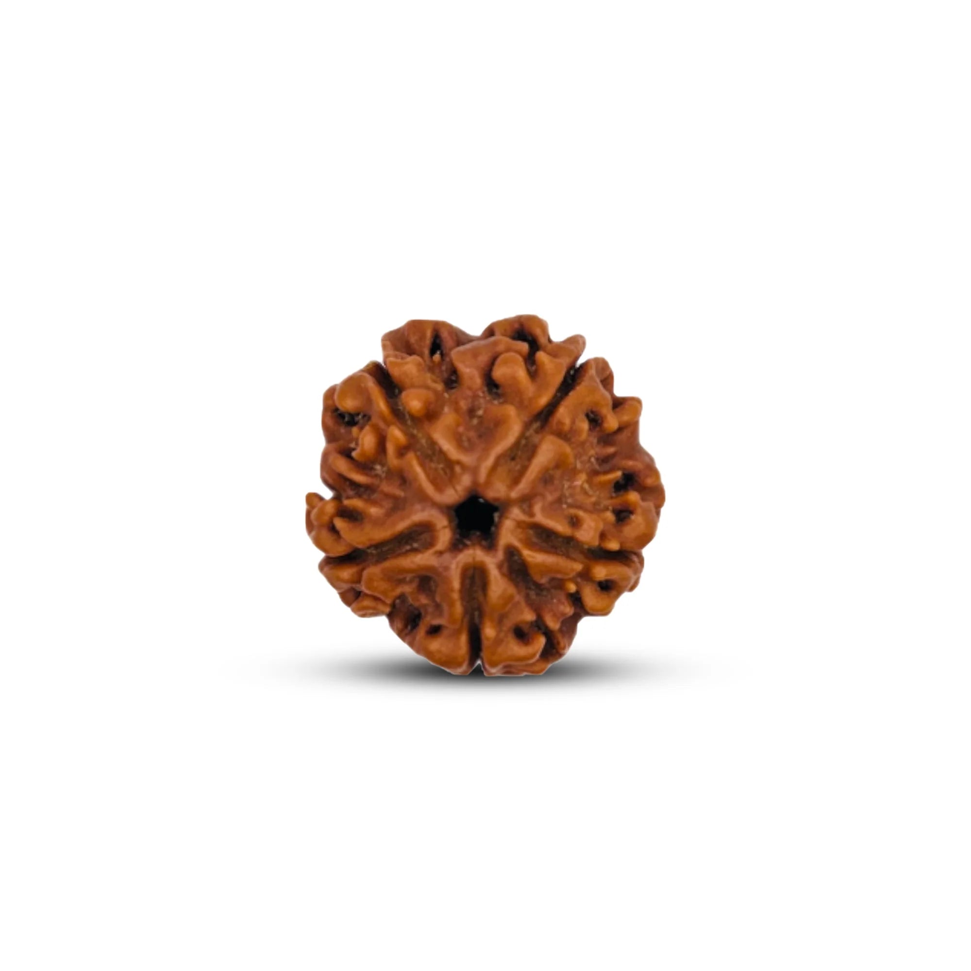 5 Mukhi Rudraksh (Collector) Nepal