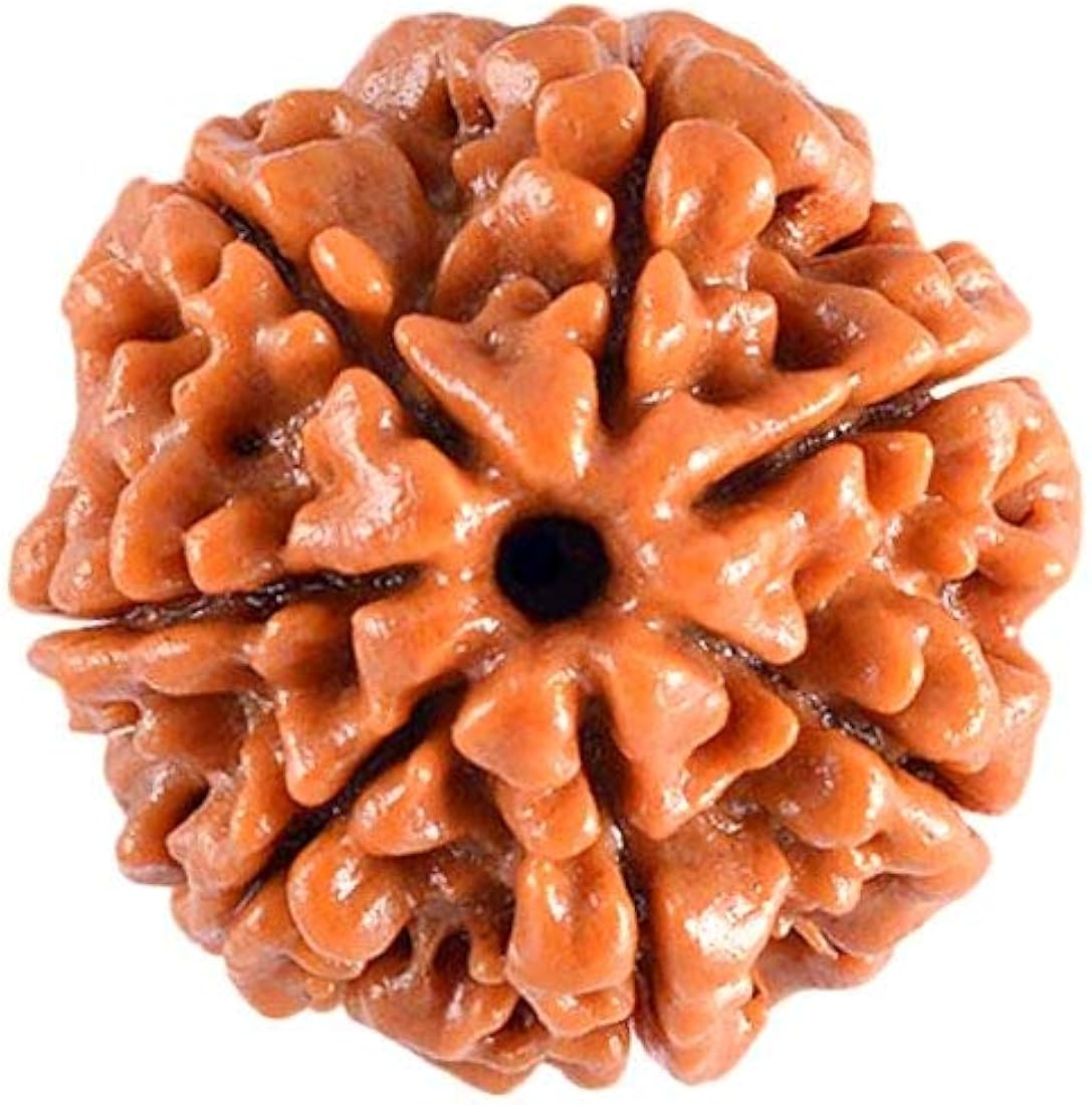 7 Mukhi Rudraksh (Unique) Nepal