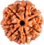 7 Mukhi Rudraksh (Unique) Nepal