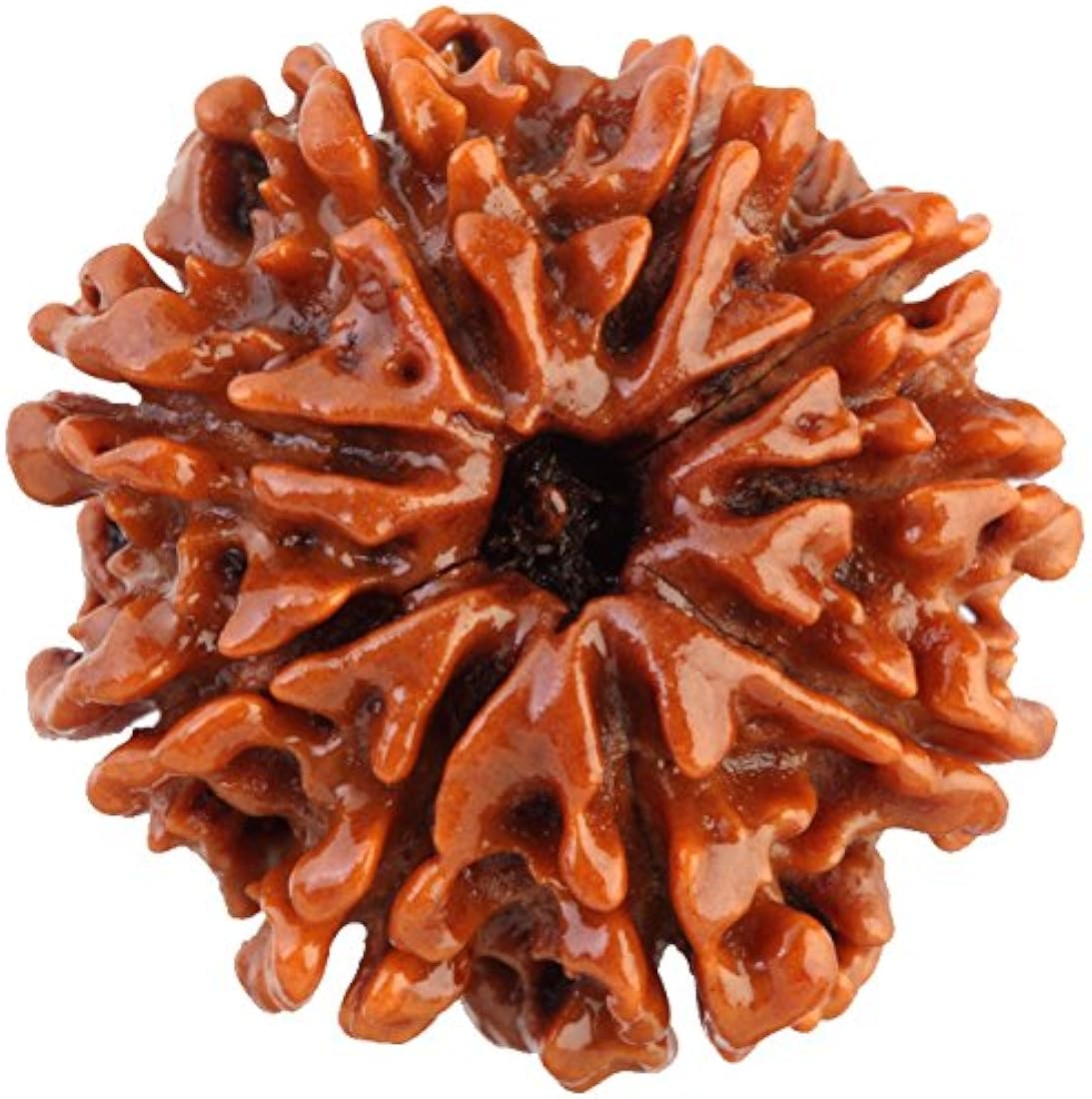 9 Mukhi Rudraksh (Regular) Indonesia