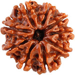 9 Mukhi Rudraksh (Regular) Indonesia