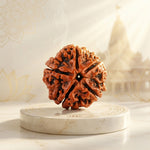 5 Mukhi Rudraksha Indonesia Premium