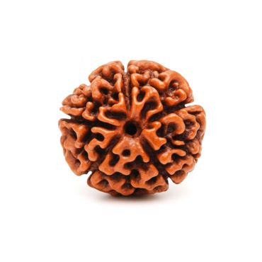 5 MUKHI RUDRAKSHA Collector