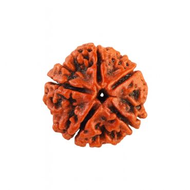 5 MUKHI RUDRAKSHA Premium