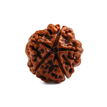 5 MUKHI RUDRAKSHA Regular
