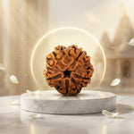 5 Mukhi Rudraksh (Collector) Nepal