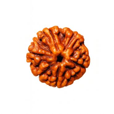 5 MUKHI RUDRAKSHA Unique