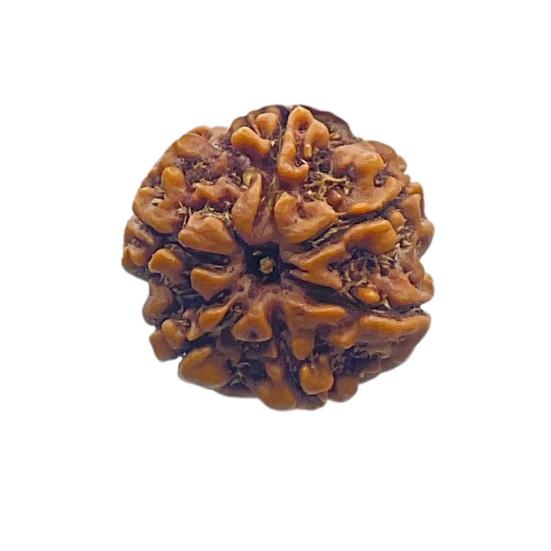 6 Mukhi Rudraksh (Regular) Nepal
