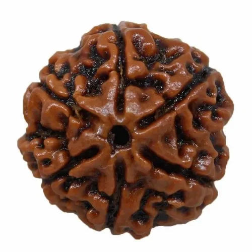 6 Mukhi Rudraksh (Premium) Nepal