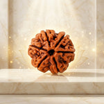 6 Mukhi Rudraksha Indonesia Collector