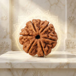 6 Mukhi Rudraksha Indonesia Unique
