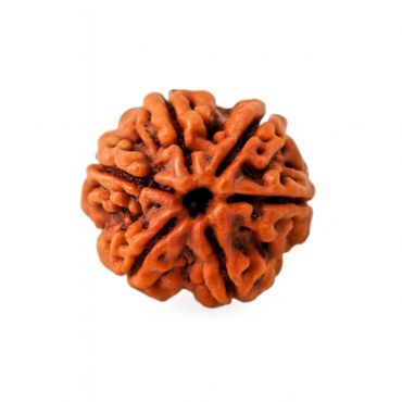 6 MUKHI RUDRAKSHA Collector