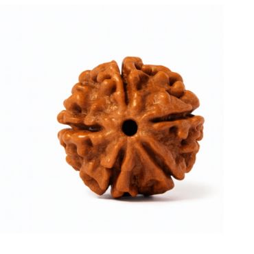 6 MUKHI RUDRAKSHA Premium
