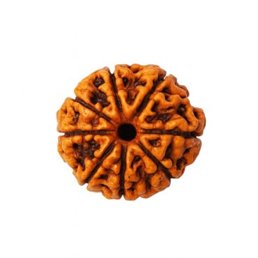 6 MUKHI RUDRAKSHA Regular
