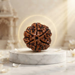 6 Mukhi Rudraksh (Premium) Nepal
