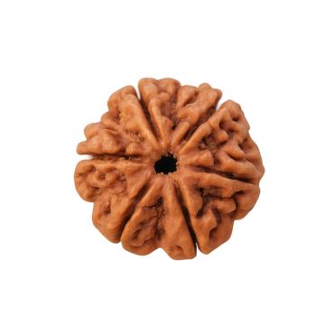 6 MUKHI RUDRAKSHA Unique