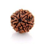 7 Mukhi Rudraksh (Collector) Nepal