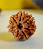 7 Mukhi Rudraksh (Premium) Nepal