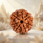 7 Mukhi Rudraksha Indonesia Premium