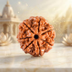 7 Mukhi Rudraksha Indonesia Regular