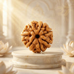7 Mukhi Rudraksha Indonesia Unique