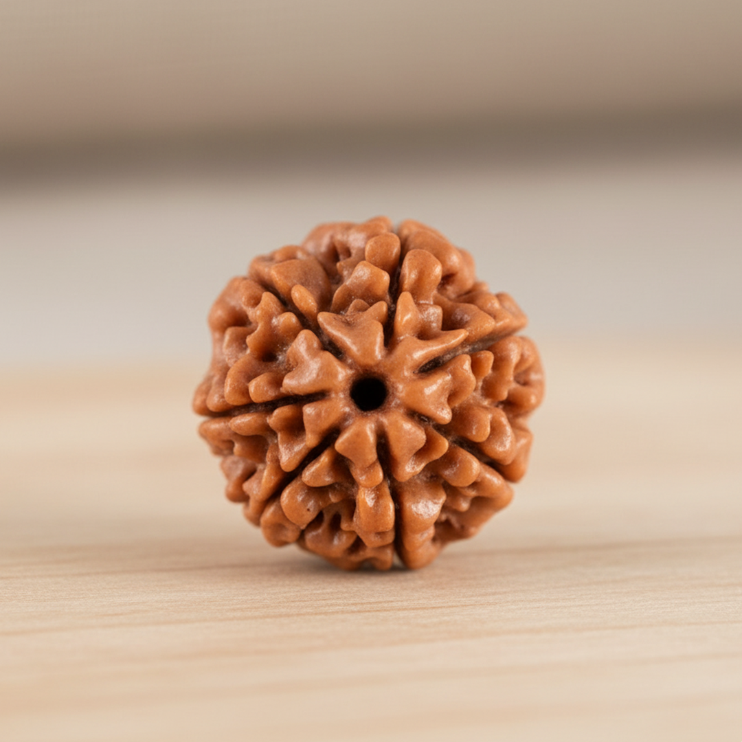 7 Mukhi Rudraksha
