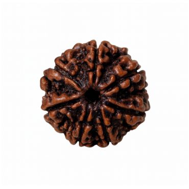 7 MUKHI RUDRAKSHA Collector