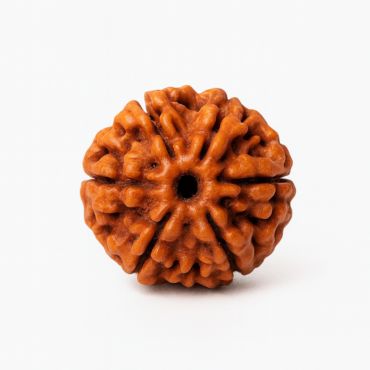 7 MUKHI RUDRAKSHA Premium