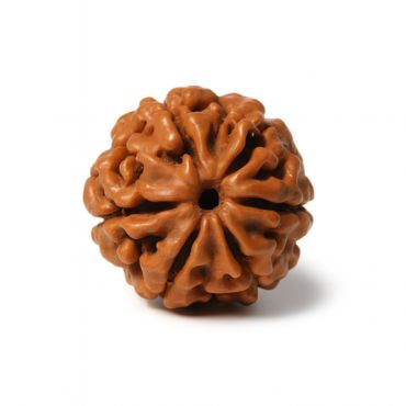 7 MUKHI RUDRAKSHA Regular