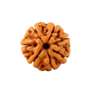 7 MUKHI RUDRAKSHA Unique